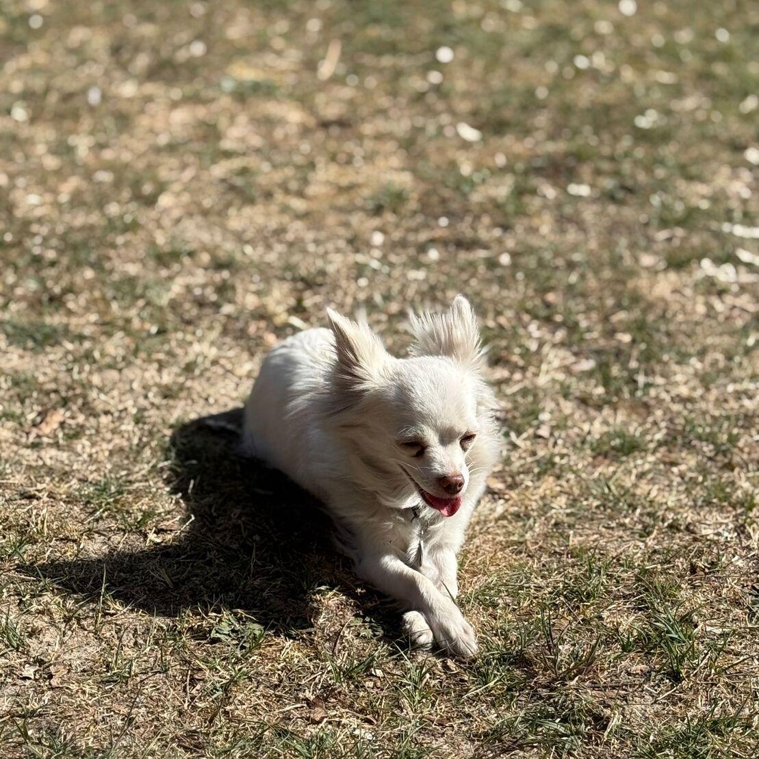 Wei&szlig;er Chihuahua liegt auf trockenem Gras und leckt sich die Schnauze in der Sonne.